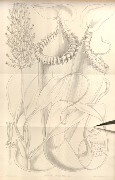 Nepenthes Edwardsiana from Transactions of the Linnean Society of London, Vol. 22 by W.H. Fitch